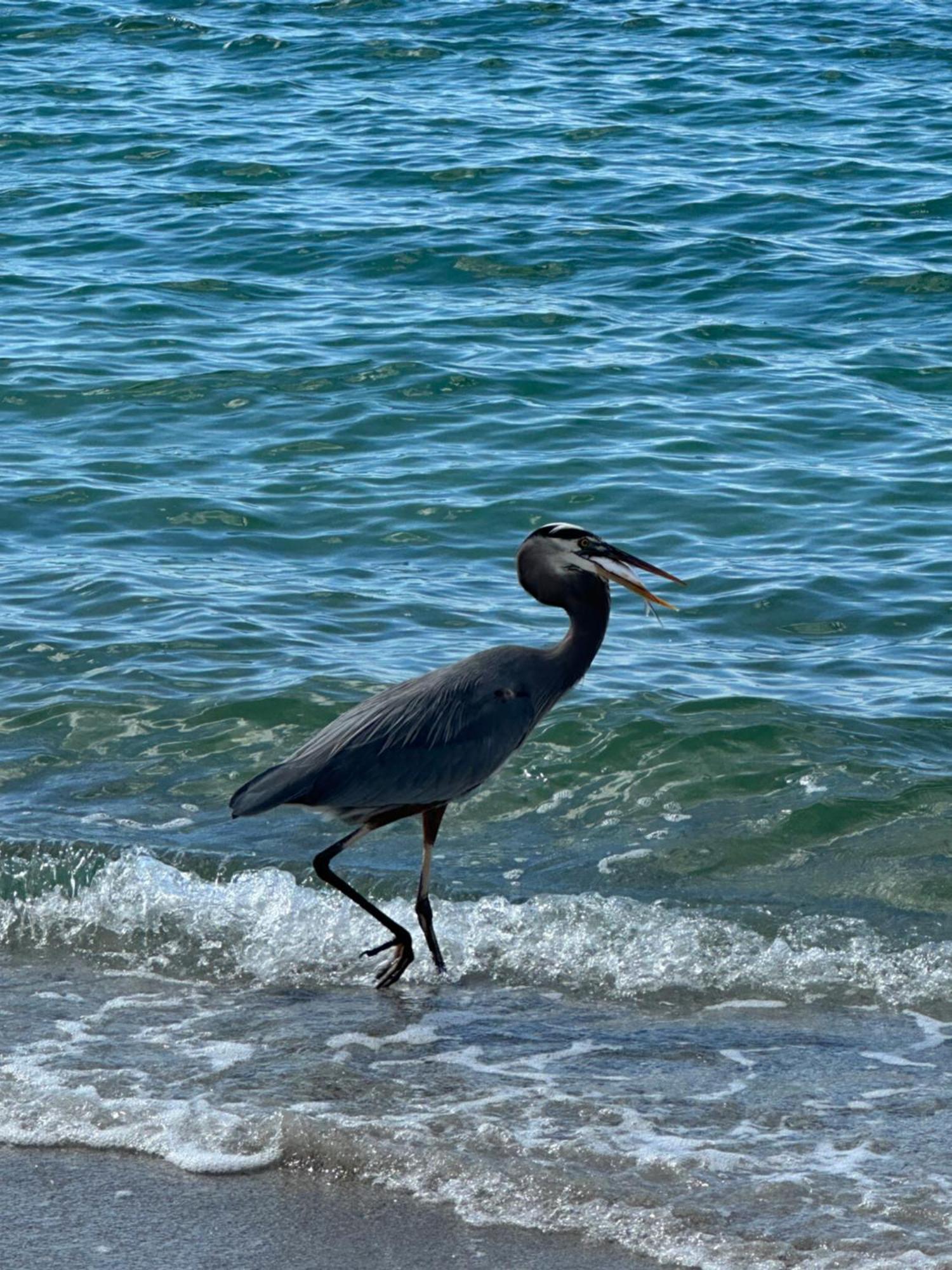 Pearl Beach Inn イングルウッド エクステリア 写真